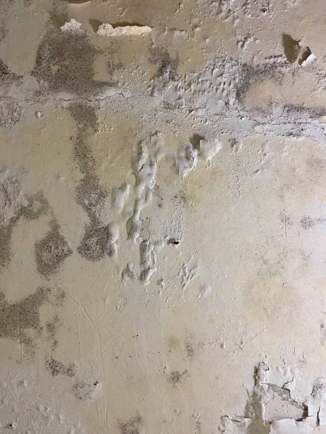 Best White Mold Remediation in Lake Grove, NY